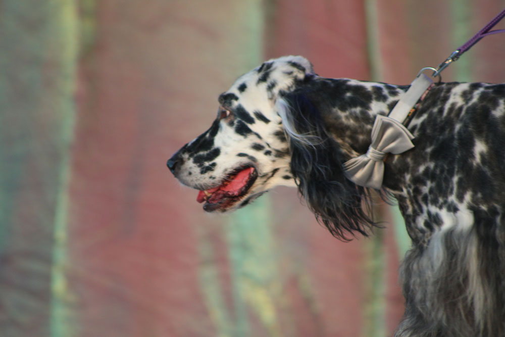 Pet Masquerade 2018 photo - Duval Street, Key West